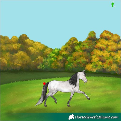 Horse Color:Platinum Bay Roan Dun Tobiano Appaloosa Rabicano 