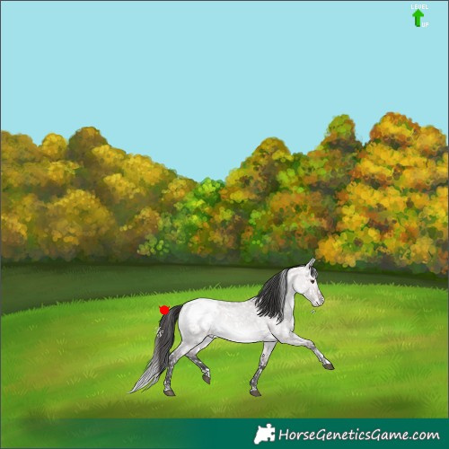 Horse Color:Platinum Bay Roan Dun Tobiano Appaloosa Rabicano 