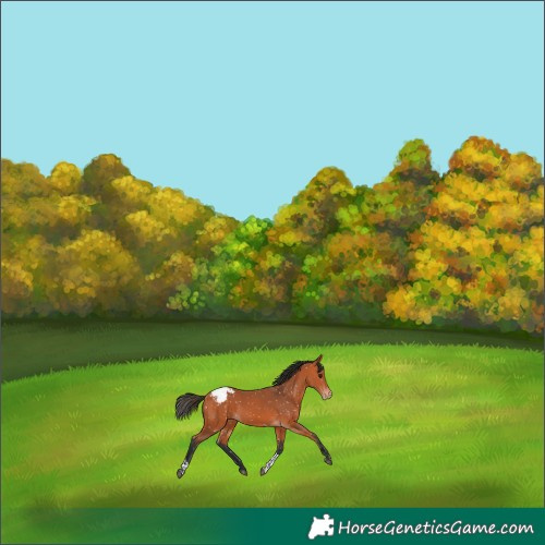 Horse Color:Bay Tobiano Snowflake Varnish
