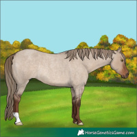 Horse Color:Liver Red Dun Roan Rabicano