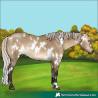 Horse Color:Gray White Spotted Silver Brown Dun Rabicano 
