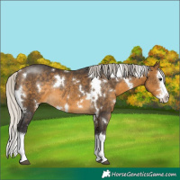 Horse Color:White Spotted Silver Buckskin Sabino Splash Rabicano
