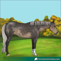 Horse Color:Silver Smoky Black 