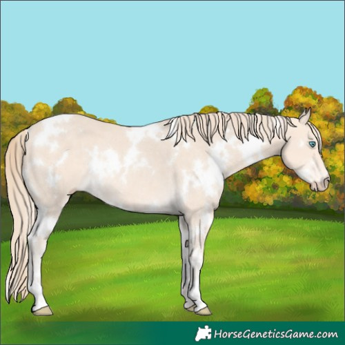 Horse Color:White Spotted Perlino Rabicano