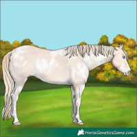 Horse Color:White Spotted Perlino Rabicano