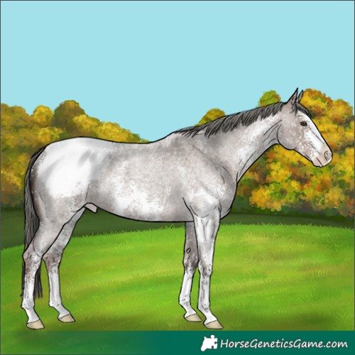 Horse Color:Liver Red Dun Roan Mushroom Sabino Snowcap Rabicano Brindle 