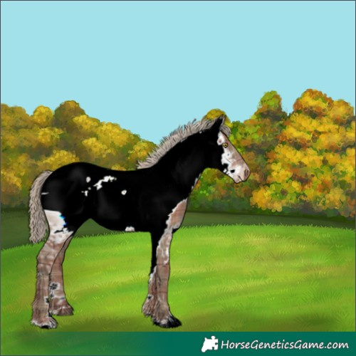Horse Color:ERROR: UNKNOWN ANOMALY