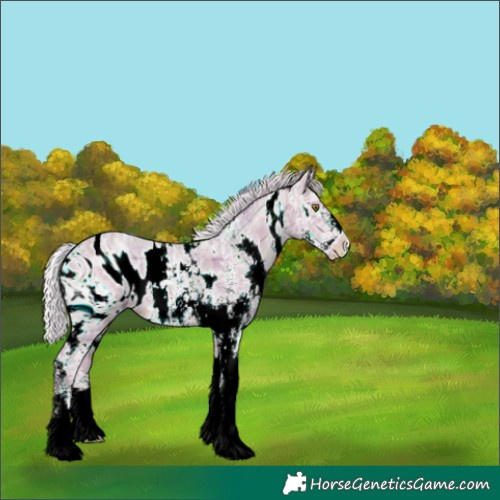 Horse Color:ERROR: UNKNOWN ANOMALY
