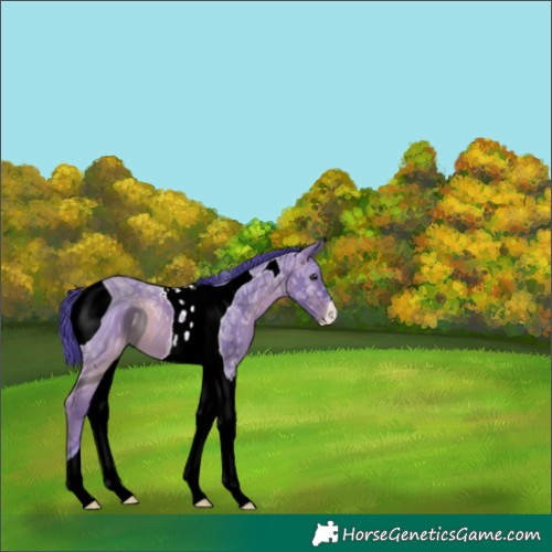 Horse Color:ERROR: UNKNOWN ANOMALY
