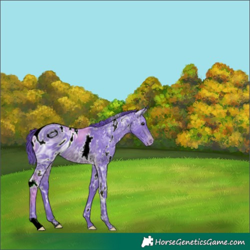 Horse Color:ERROR: UNKNOWN ANOMALY