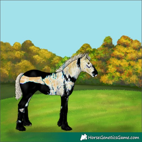 Horse Color:ERROR: UNKNOWN ANOMALY