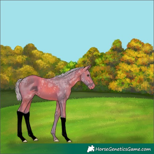 Horse Color:ERROR: UNKNOWN ANOMALY