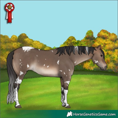 Horse Color:White Spotted Brown Dun Tobiano
