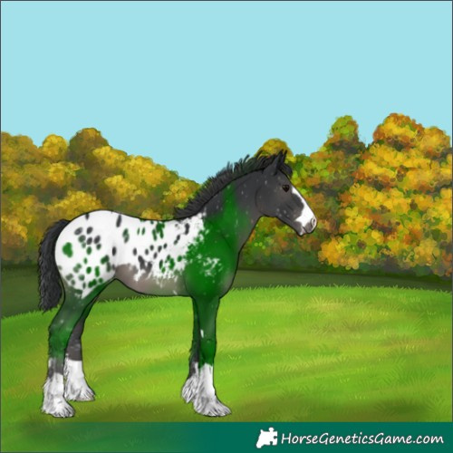 Horse Color:Black Appaloosa 