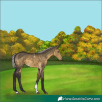 Horse Color:Silver Buckskin Dun Tobiano