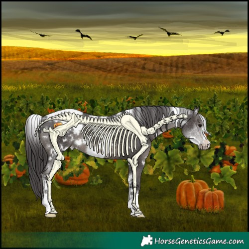 Horse Color:White Spotted Smoky Black Appaloosa 