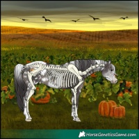 Horse Color:White Spotted Smoky Black Appaloosa 