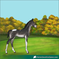 Horse Color:Platinum Brown Tobiano 