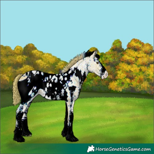 Horse Color:ERROR: UNKNOWN ANOMALY