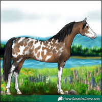 Horse Color:Gray Brown Dun Sabino Appaloosa 