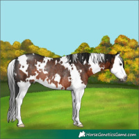 Horse Color:Gray White Spotted Brown Splash Rabicano 