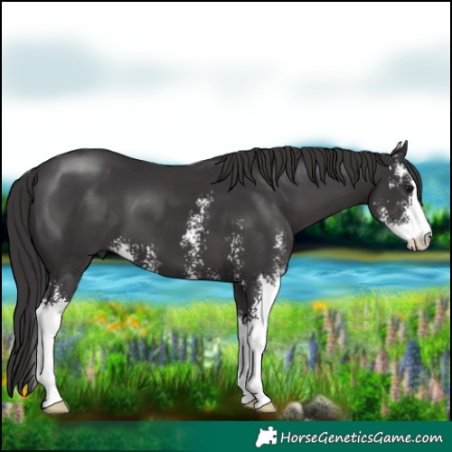 Horse Color:Smoky Black Sabino