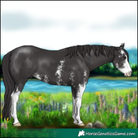 Horse Color:Smoky Black Sabino