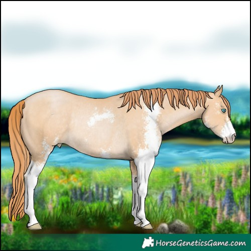 Horse Color:Buckskin Pearl Sabino Rabicano 