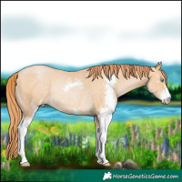 Horse Color:Buckskin Pearl Sabino Rabicano 