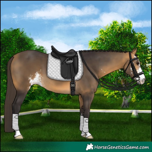 Horse Color:Buckskin Sabino 