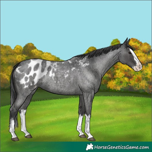 Horse Color:White Spotted Blue Roan Splash Appaloosa Rabicano 