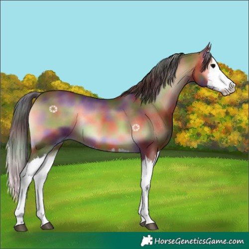 Horse Color:Nacre Bay Onyx Splash Rabicano