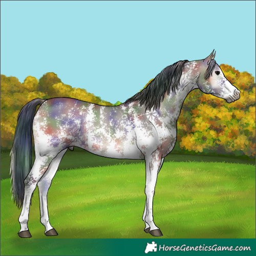 Horse Color:Gray Nacre Grullo Onyx Sabino Rabicano