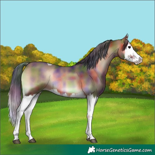 Horse Color:Nacre Brown Onyx Splash Rabicano 
