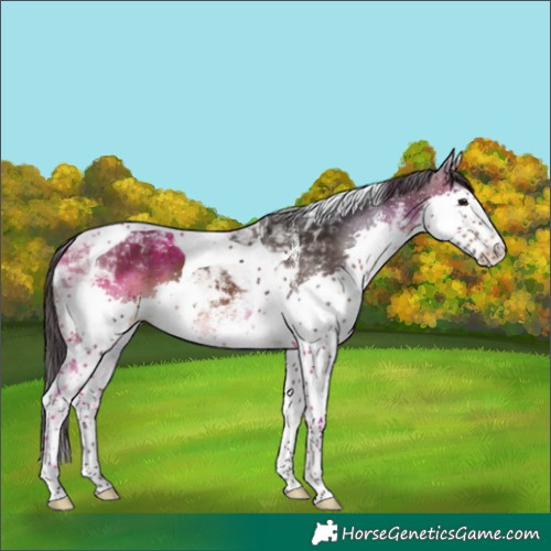 Horse Color:White Spotted Brown Splash Tobiano