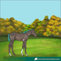 Horse Color:Painted Silver Black Tobiano
