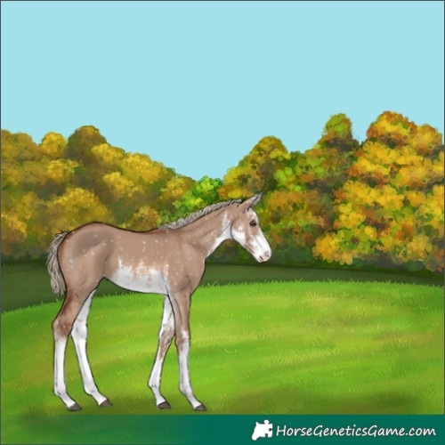 Horse Color:White Spotted Red Dun Mushroom Snowflake Varnish 