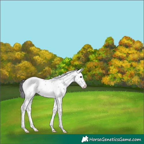 Horse Color:White Spotted Grullo Sabino Splash Blanket Rabicano