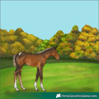Horse Color:Chocolate Palomino Sabino Tobiano