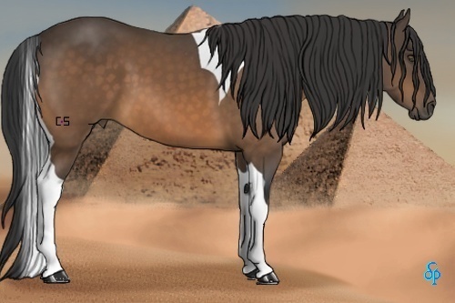Horse Color:Buckskin Tobiano