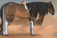 Horse Color:Buckskin Tobiano