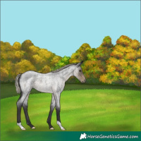 Horse Color:Silver Smoky Blue Roan 