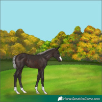 Horse Color:Silver Brown