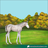 Horse Color:Silver Brown Roan Splash