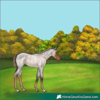 Horse Color:Chocolate Palomino Roan 