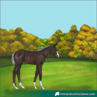 Horse Color:Silver Brown