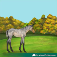 Horse Color:Silver Buckskin Roan 