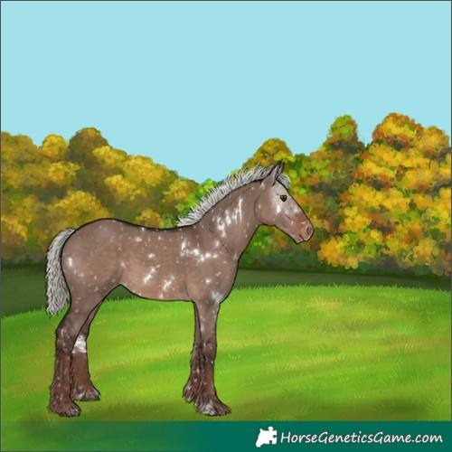 Horse Color:White Spotted Liver Red Dun Mushroom Snowflake Varnish Rabicano 