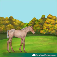 Horse Color:Silver Brown Roan Pearl