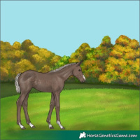 Horse Color:Silver Black